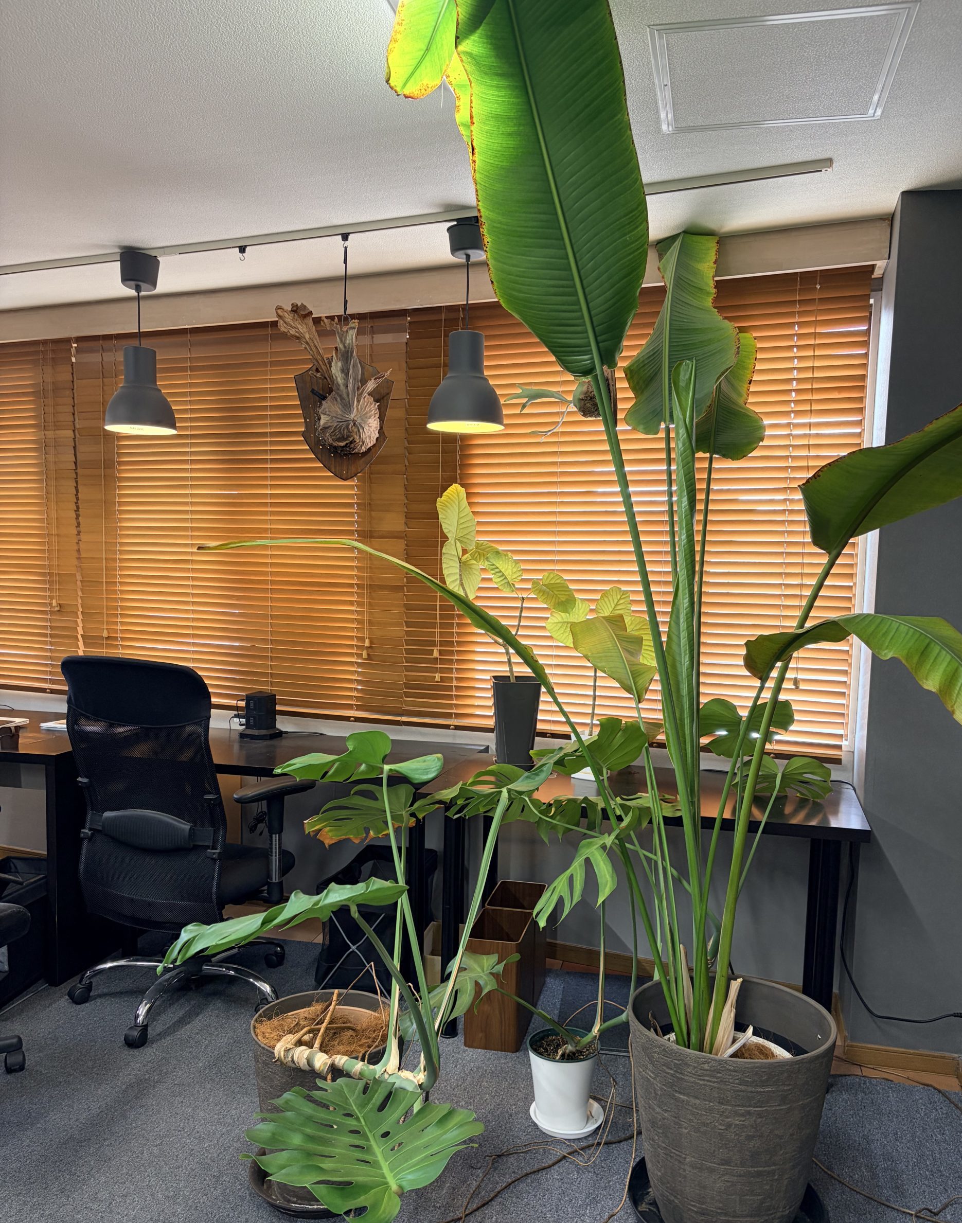 株式会社レップスの会社写真